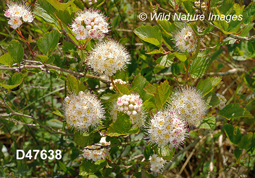 Physocarpus-opulifolius eastern-ninebark
